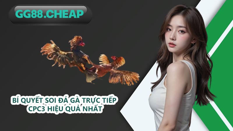 Bí quyết soi đá gà trực tiếp CPC3 hiệu quả nhất